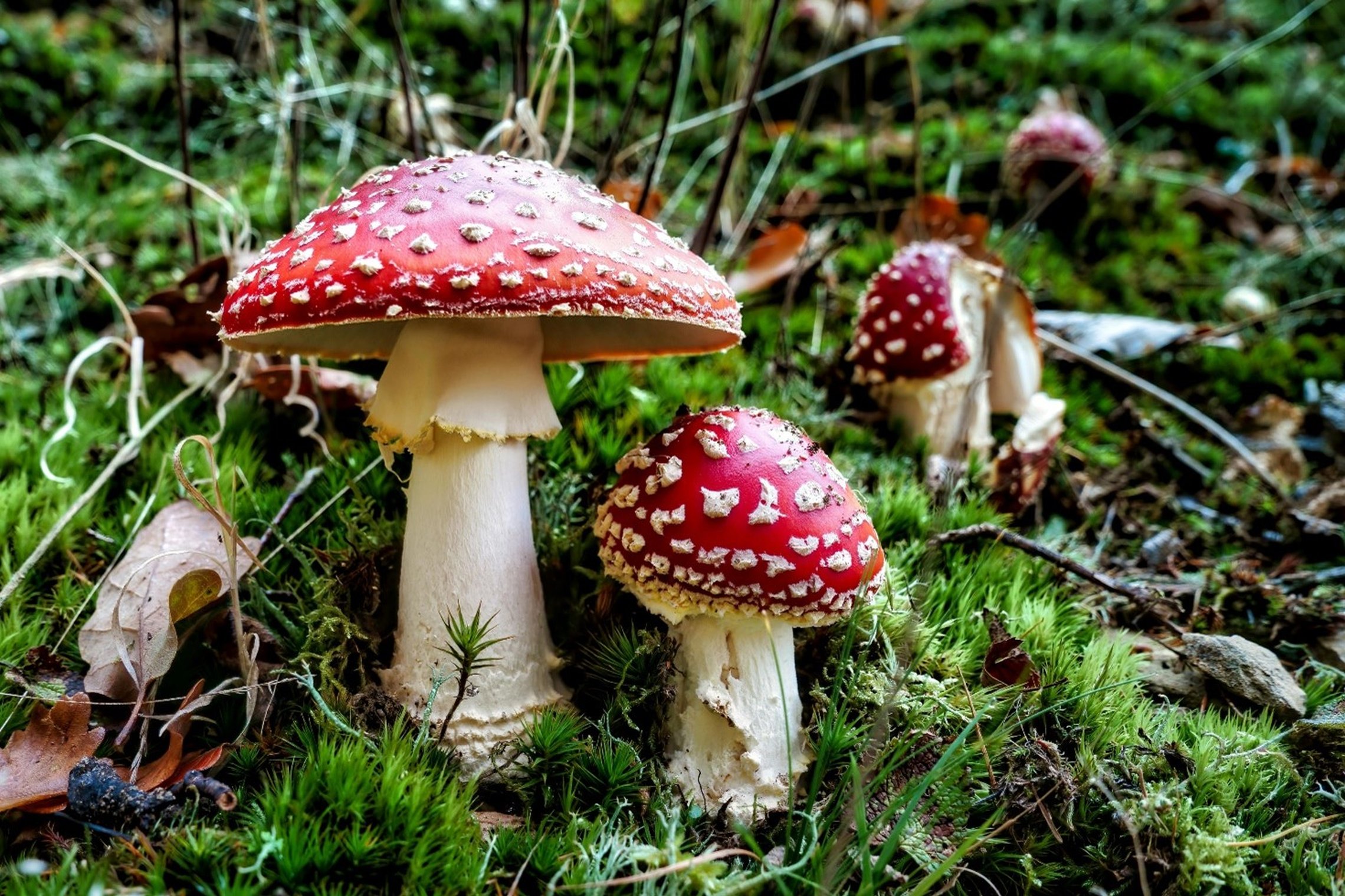 Iliustracija